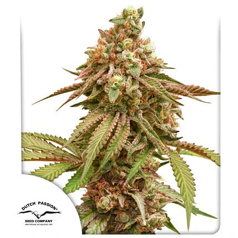 Tropical Tangie Feminizada X3 – Dutch Passion