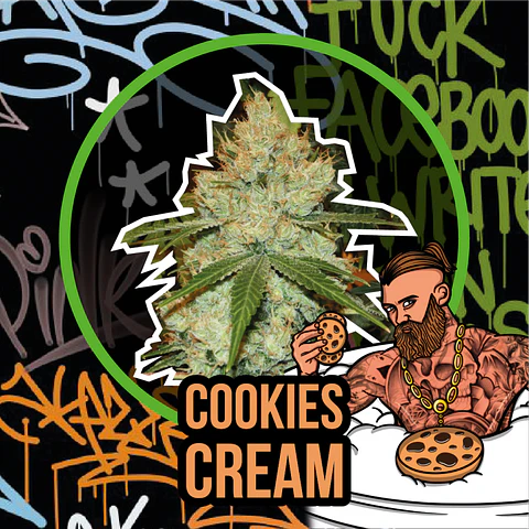 Cookies Cream Feminizada X4 – Delirium Seeds
