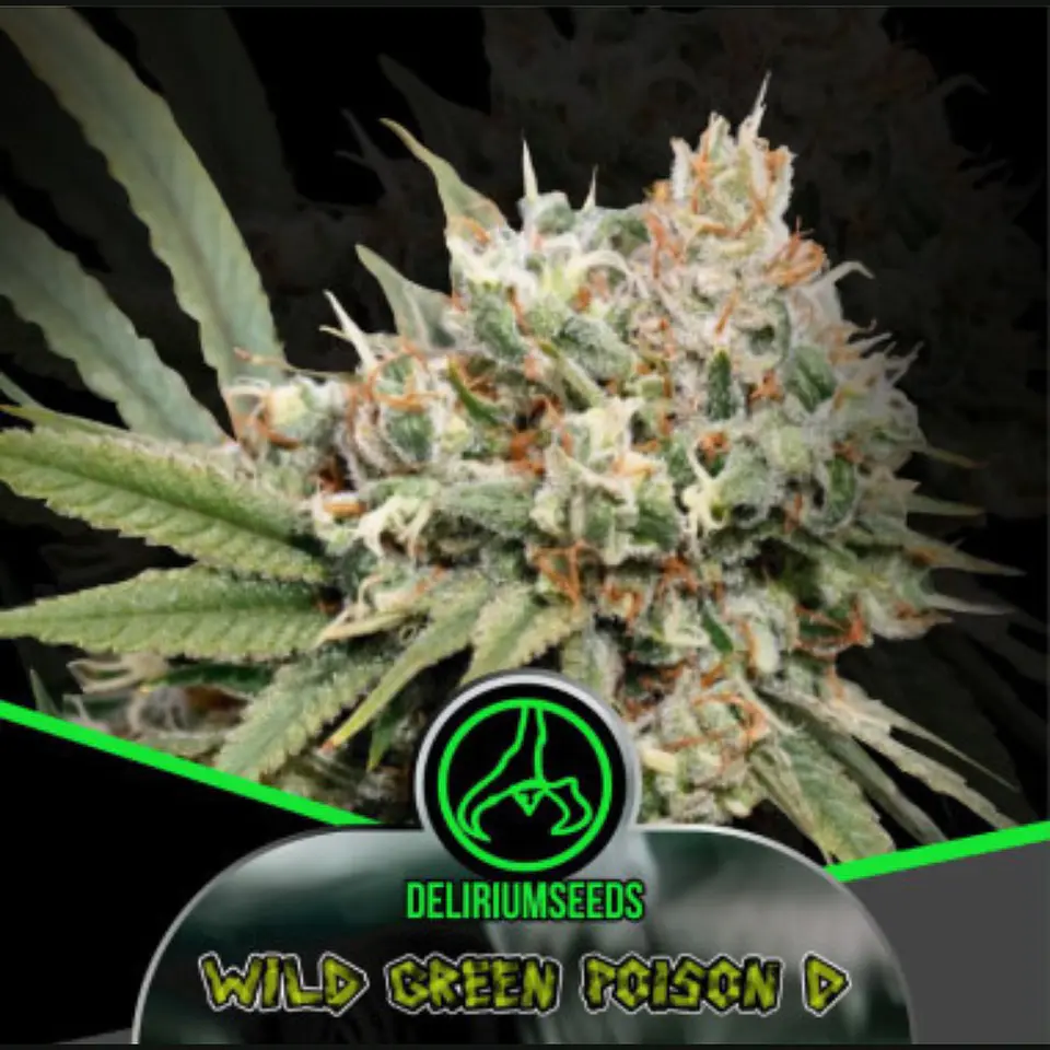 Wild Green Poison D Auto X4 – Delirium Seeds 1