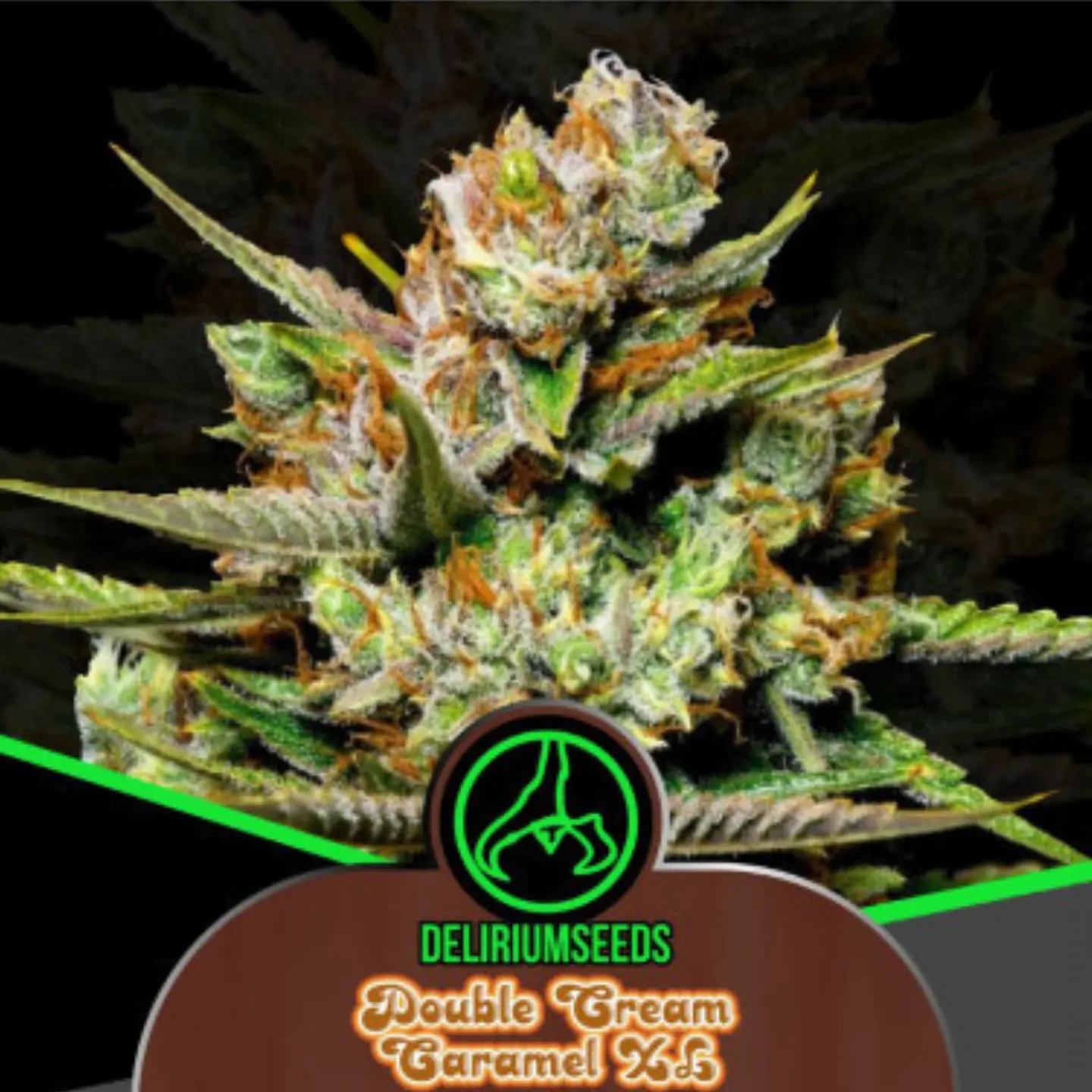 Double Cream Caramel Auto X4 – Delirium Seeds 1