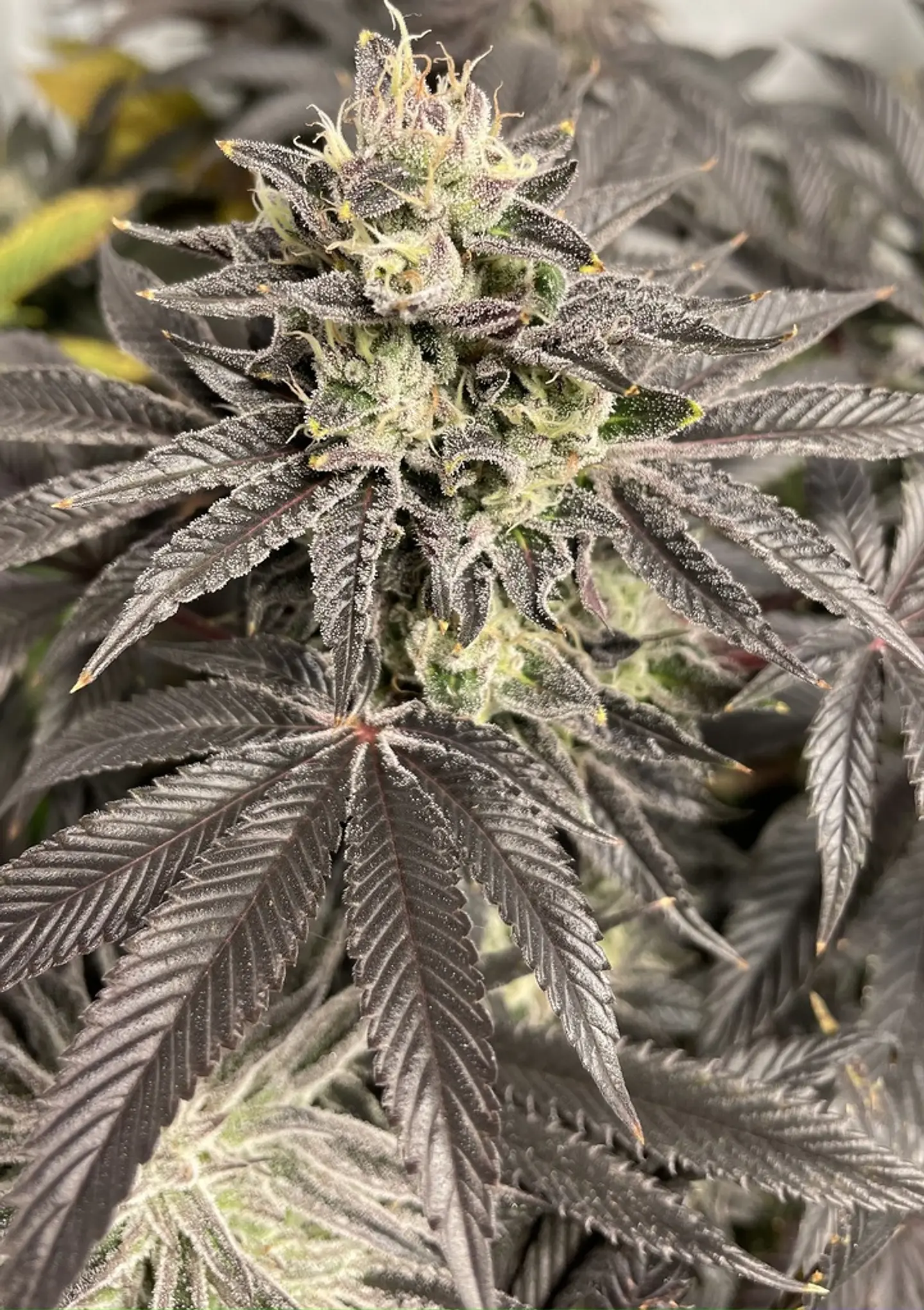 Neil Armstrong Feminizada X3 – Shuga Seeds 1
