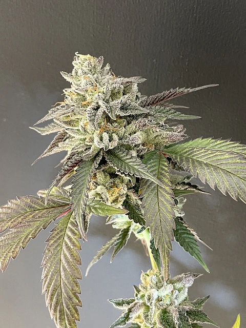 Sailor Moon Feminizada X3 – Shuga Seeds