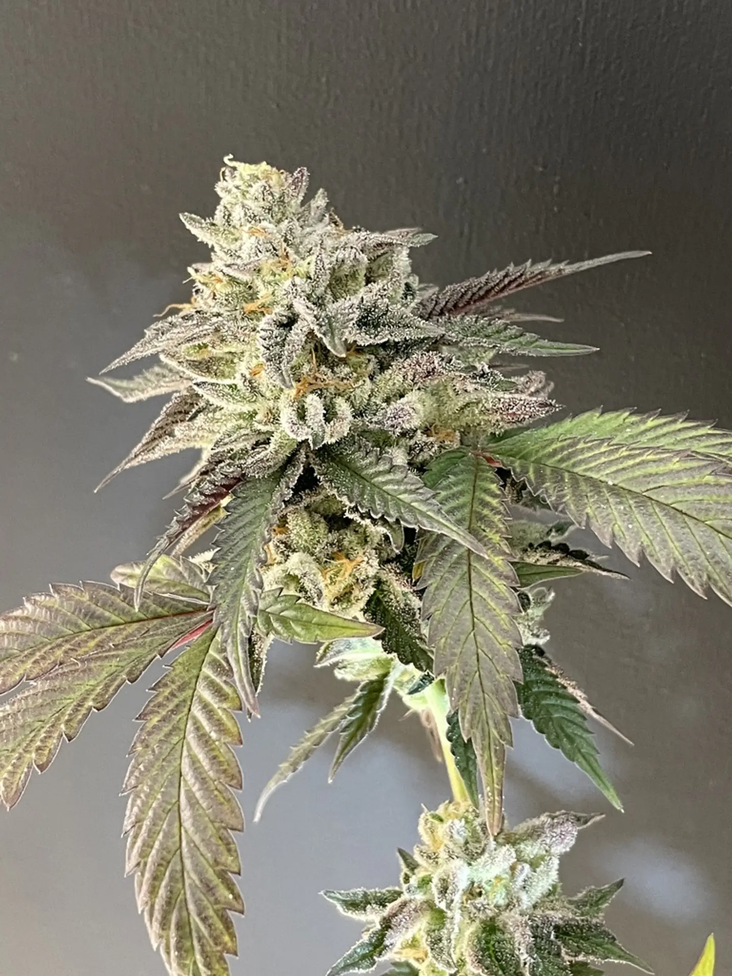 Sailor Moon Feminizada X3 – Shuga Seeds 1