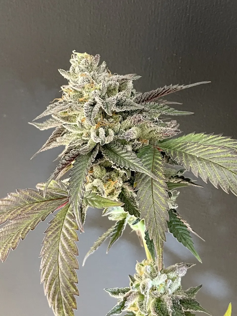 Sailor Moon Feminizada X3 – Shuga Seeds 1