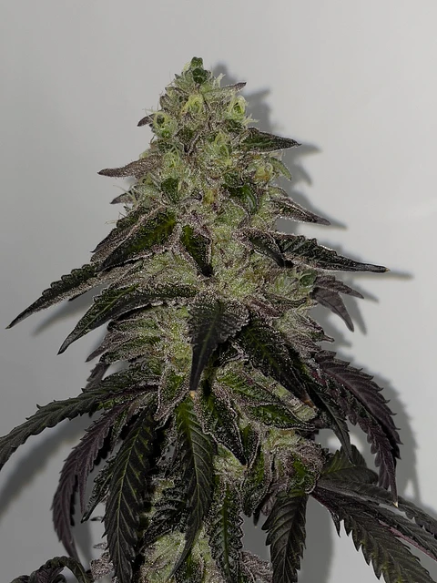 Leche Lunar Feminizada X3 – Shuga Seeds