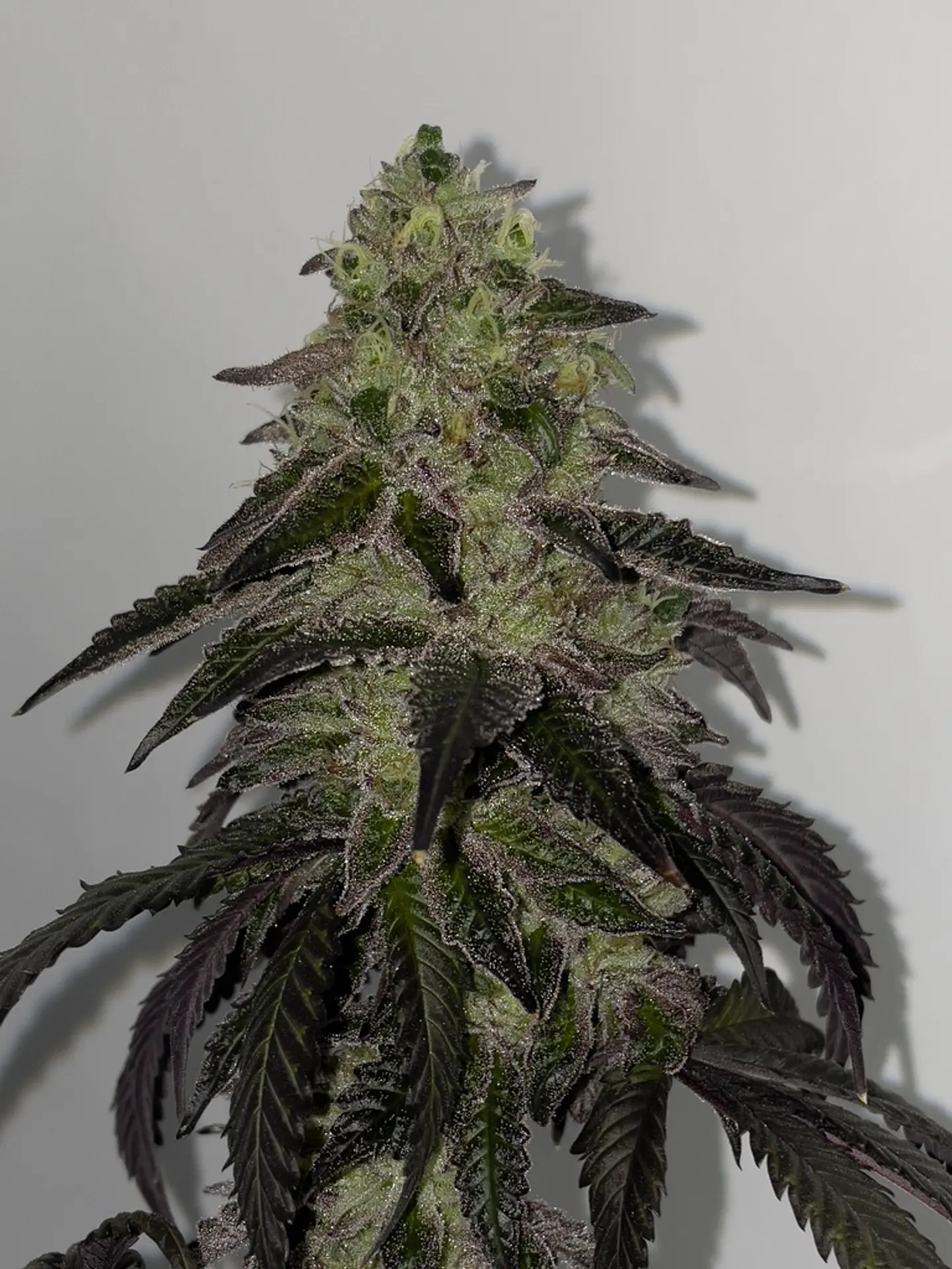 Leche Lunar Feminizada X3 – Shuga Seeds 1