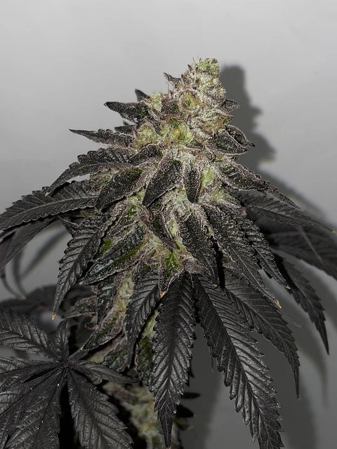 Lunosa Feminizada X3 – Shuga Seeds