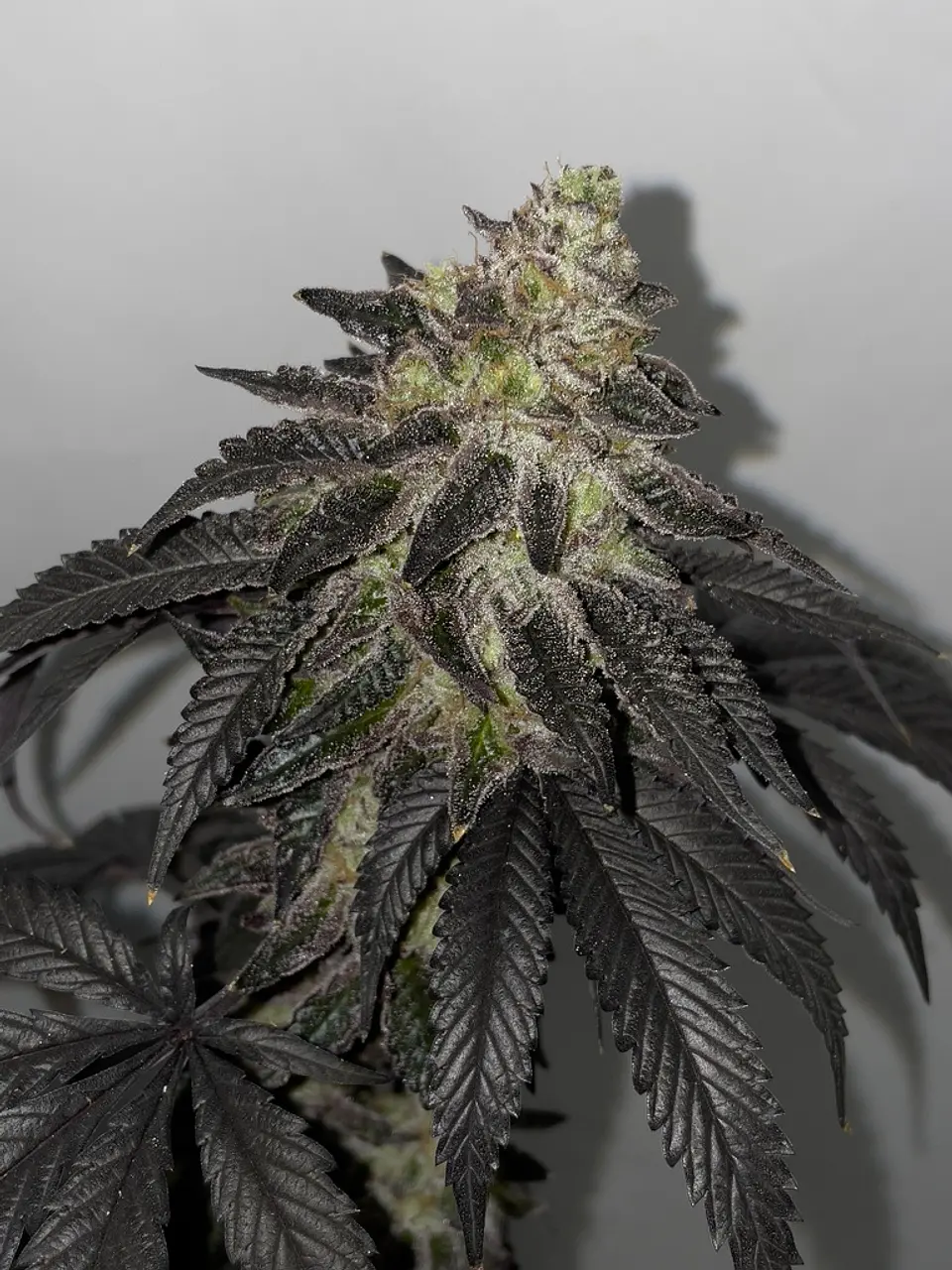 Lunosa Feminizada X3 – Shuga Seeds 1