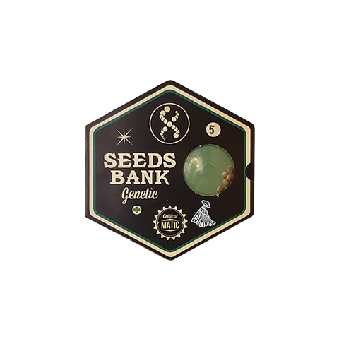 Auto Critical Matic X3 – Seeds Bank Genetics