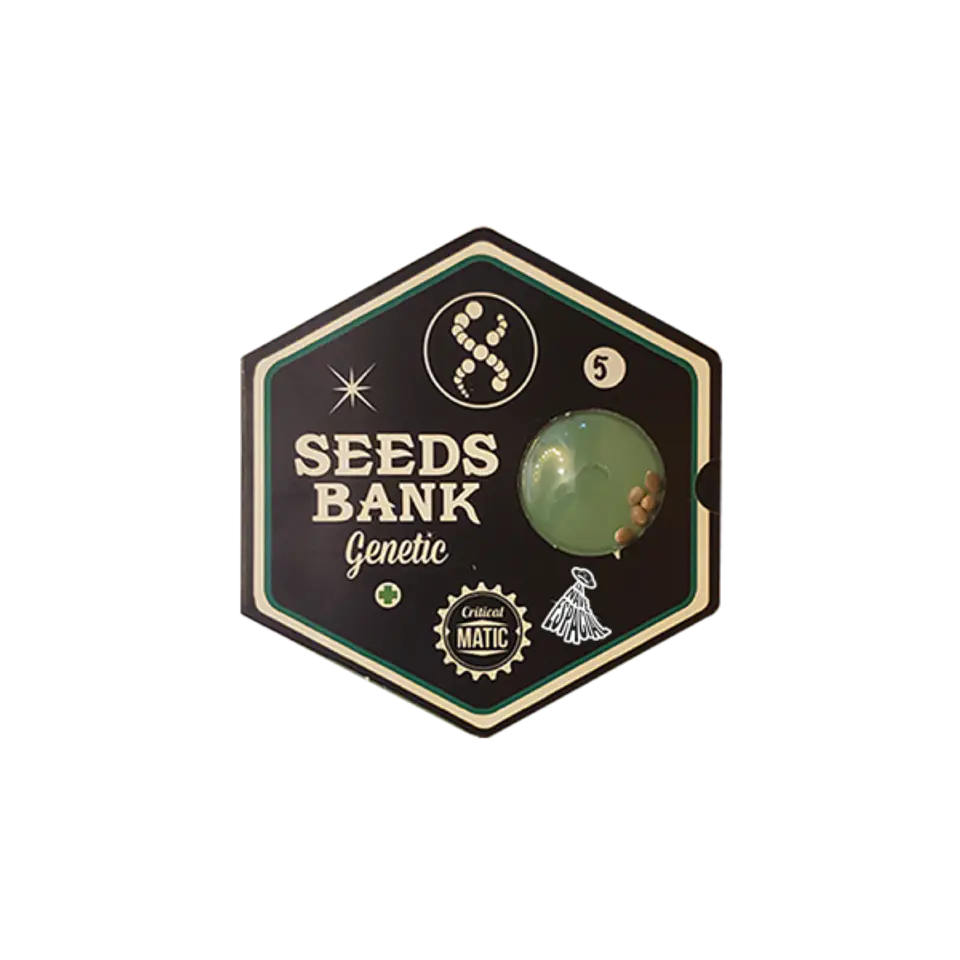 Auto Critical Matic X3 – Seeds Bank Genetics 1