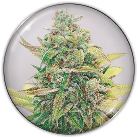 Strawberry Cake CBD X3 (+2 Promo) – Medical Seeds