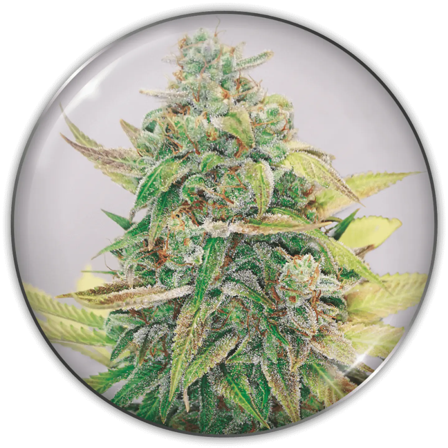 Strawberry Cake CBD X3 (+2 Promo) – Medical Seeds 1