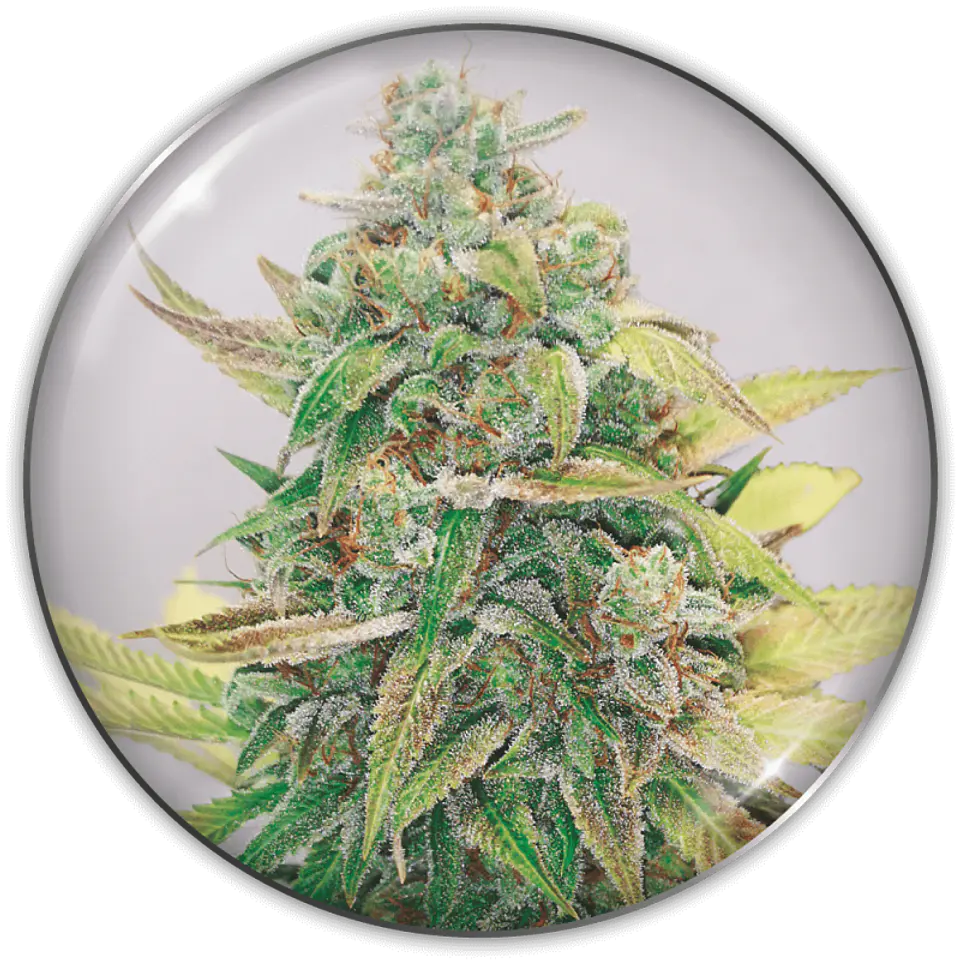 Strawberry Cake CBD X3 (+2 Promo) – Medical Seeds 1