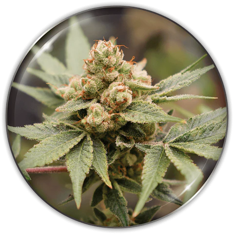 Medical Grape CBD X3 (+ 2 Promo) – Medical Seeds