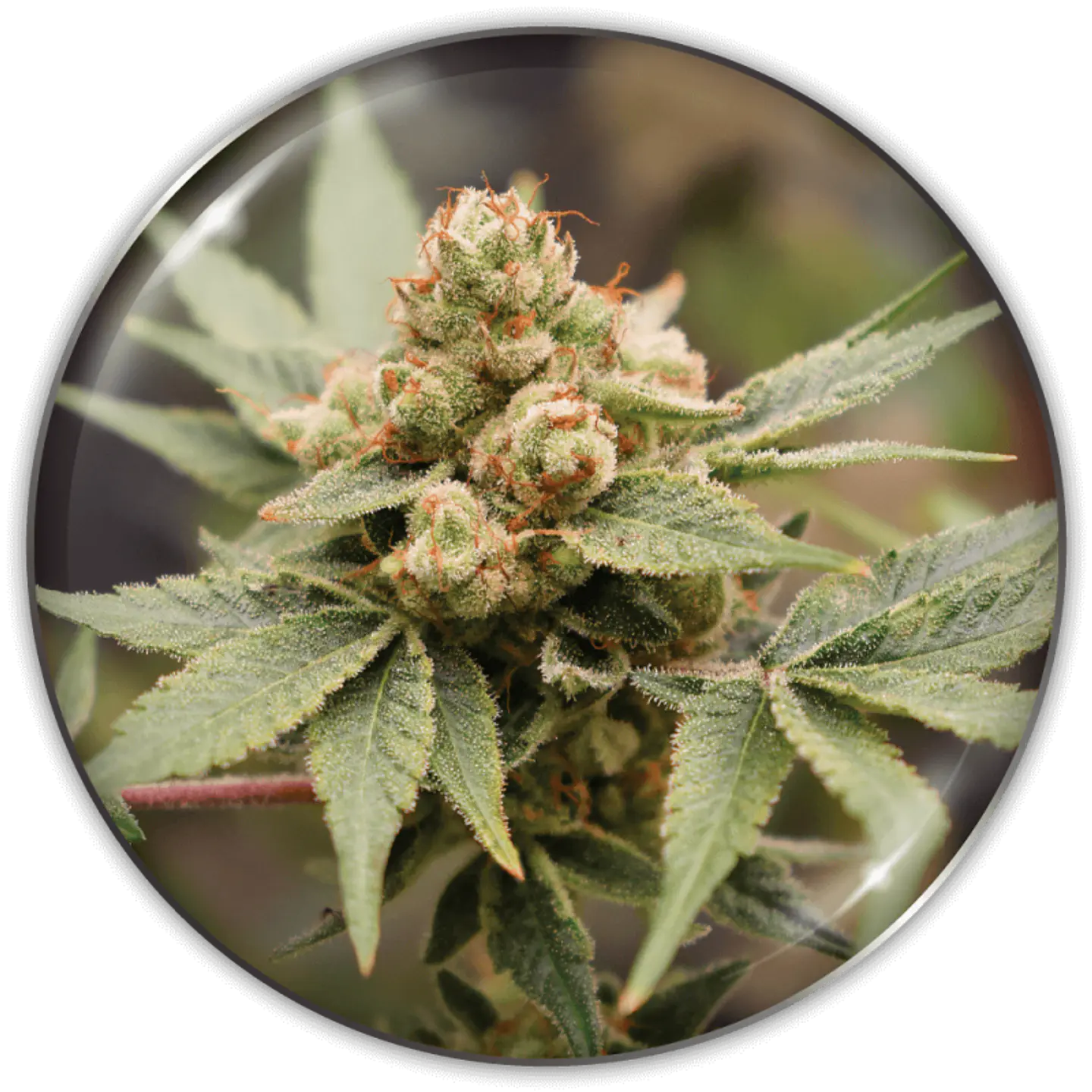 Medical Grape CBD X3 (+ 2 Promo) – Medical Seeds 1