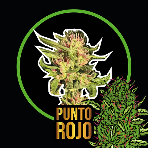 Punto Rojo Feminizada X4 – Delirium Seeds