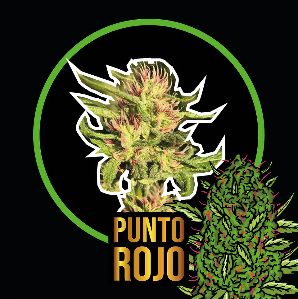 Punto Rojo Feminizada X4 – Delirium Seeds 1