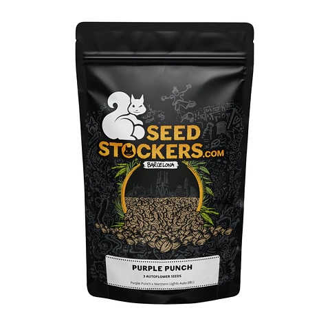 Purple Punch Auto X3 – Seed Stockers