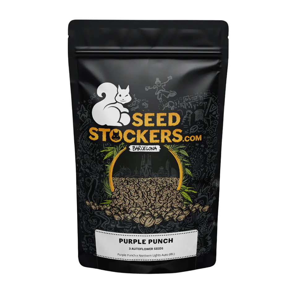 Purple Punch Auto X3 – Seed Stockers 1