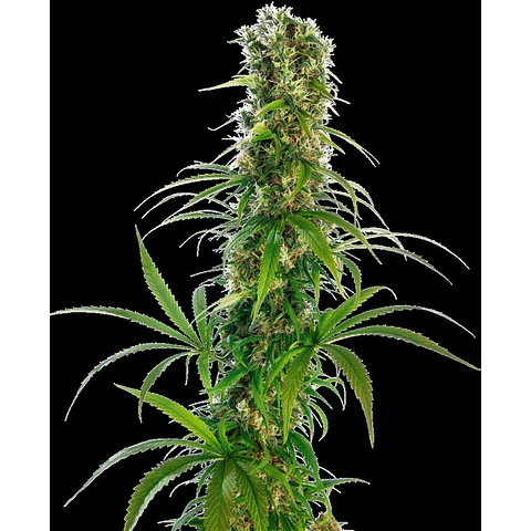 Michka Feminizada X3 – Sensi Seeds