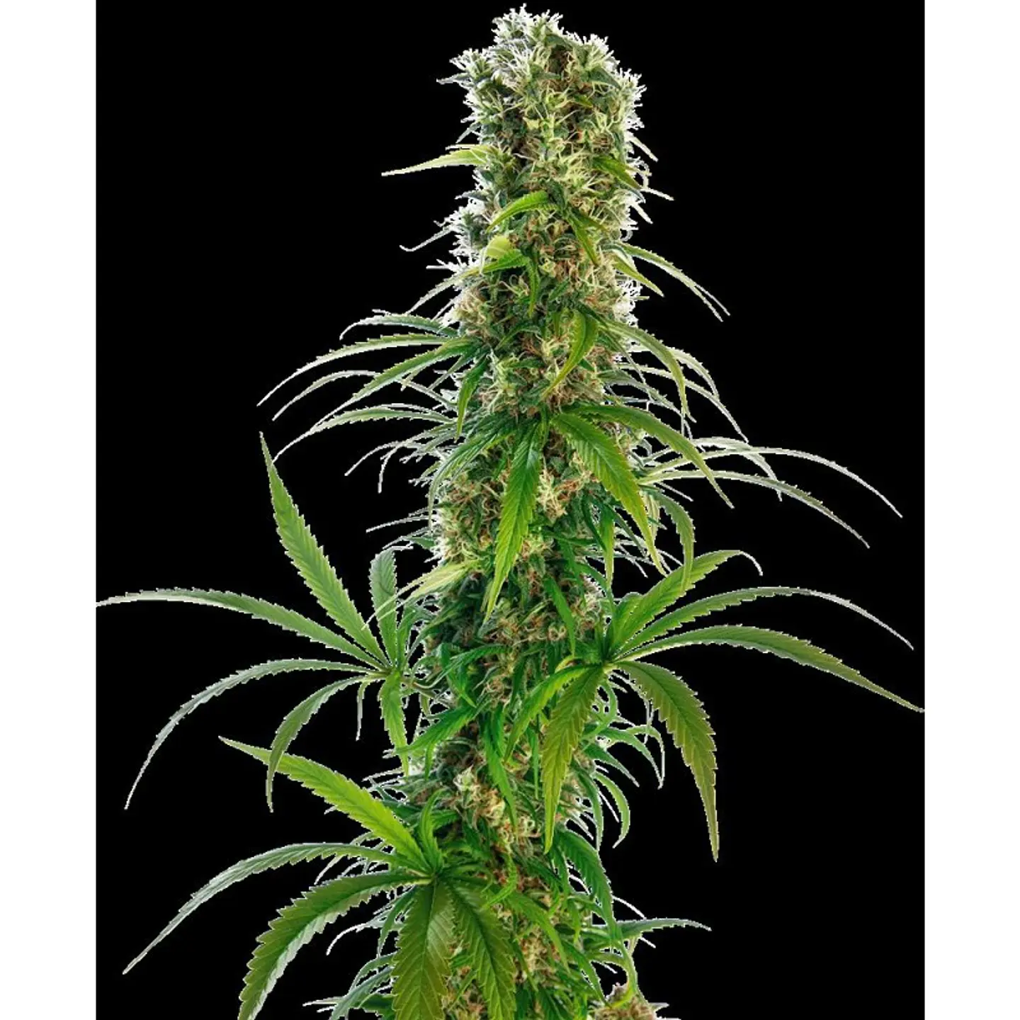 Michka Feminizada X3 – Sensi Seeds 1