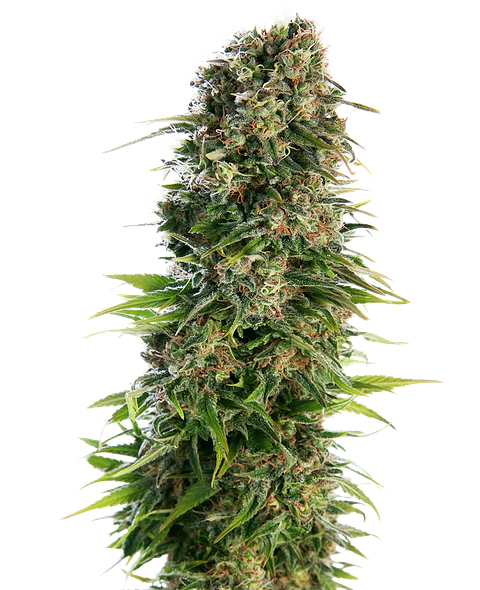 Hindu Kush Auto X10 – Sensi Seeds