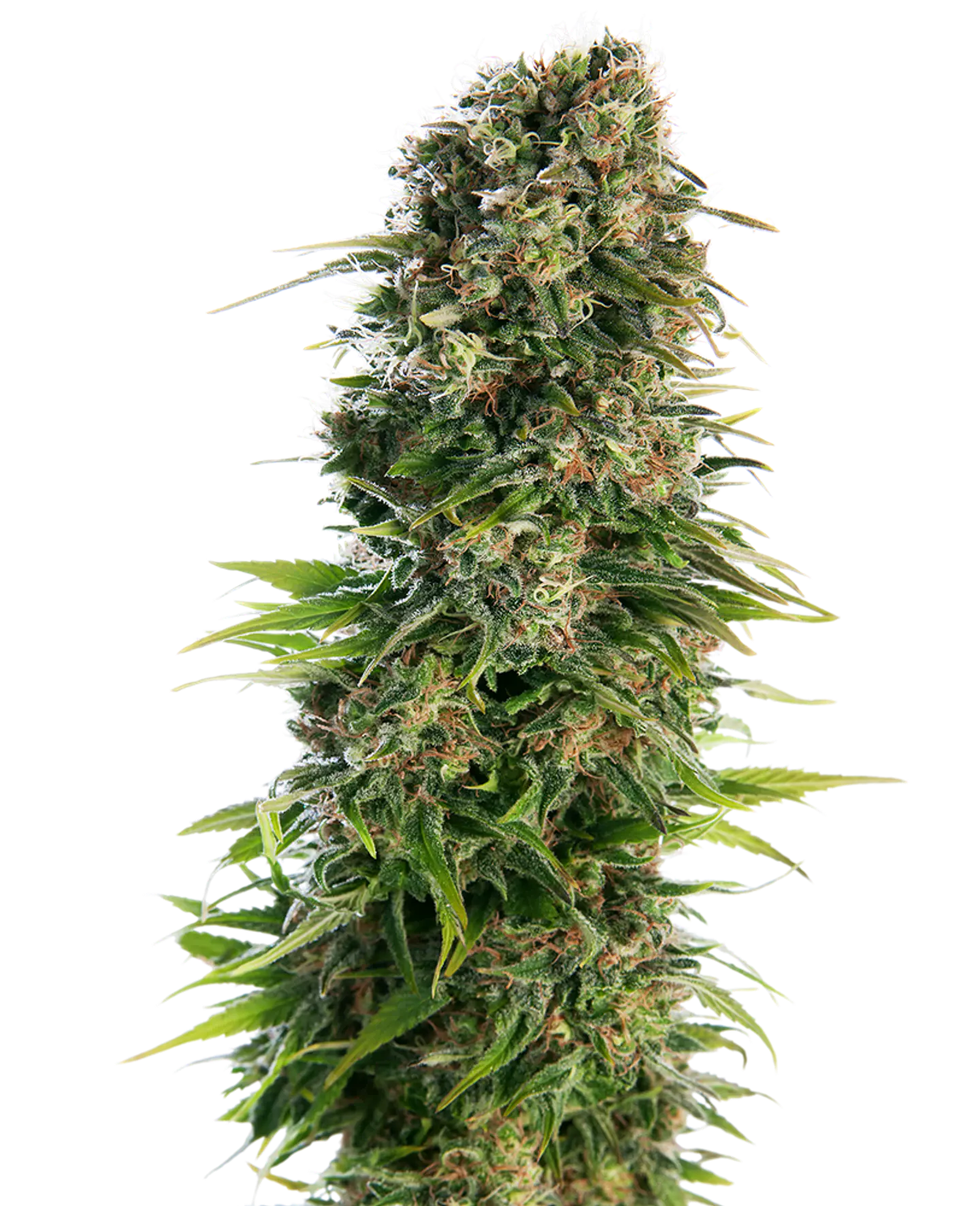 Hindu Kush Auto X10 – Sensi Seeds 1