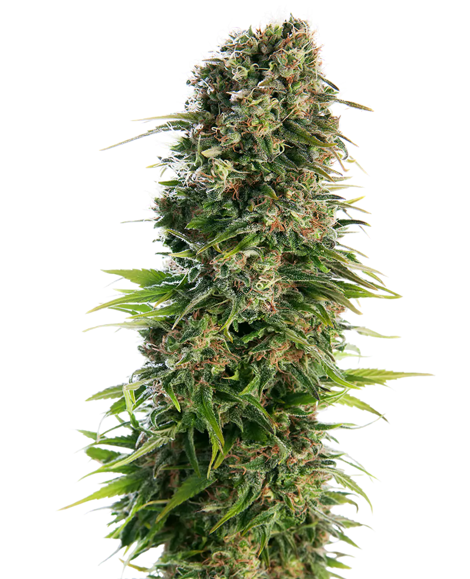Hindu Kush Auto X10 – Sensi Seeds 1