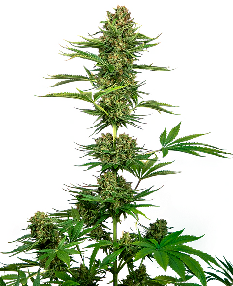 Satin Black Domina Feminizada CBD X3 – Sensi Seeds