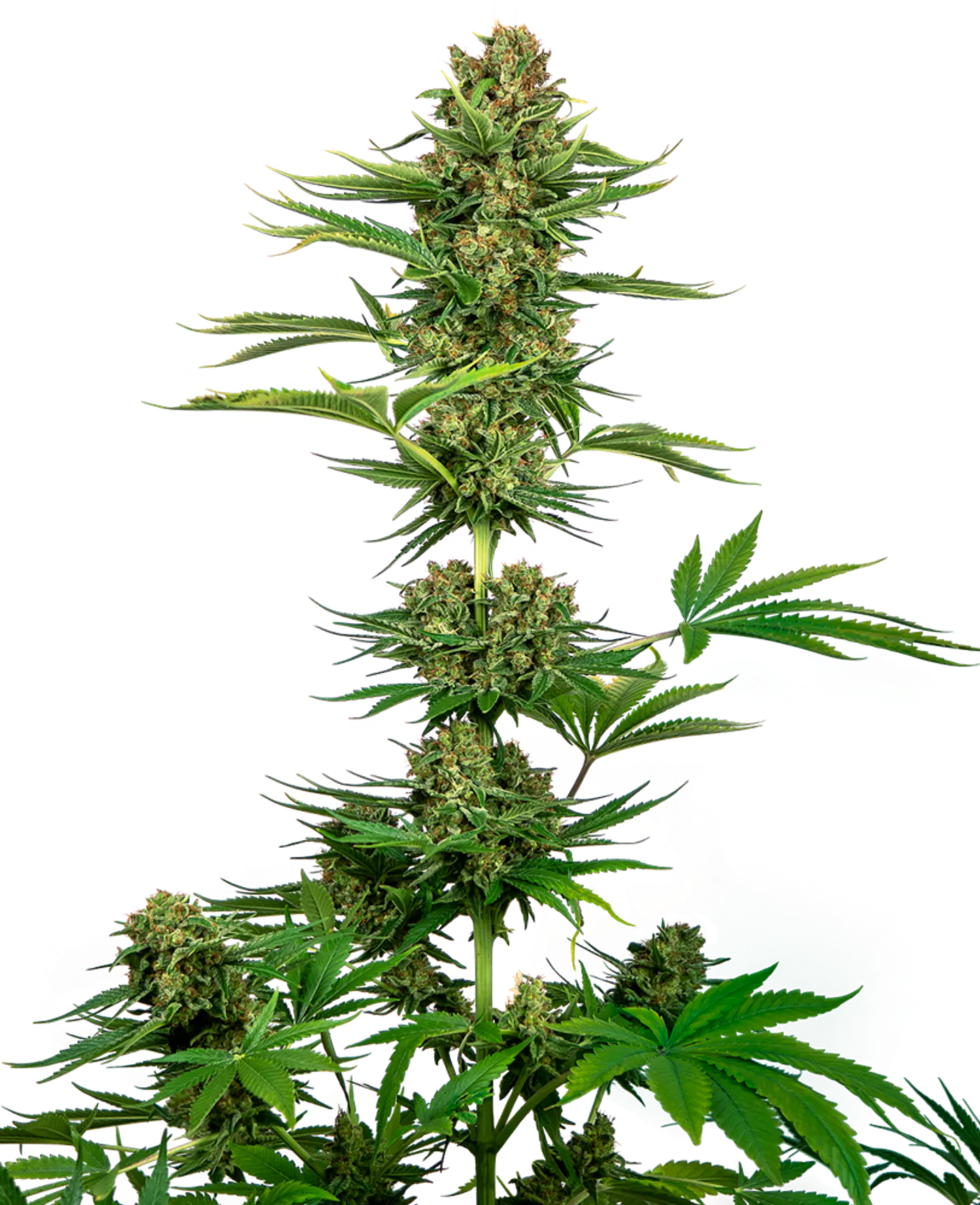 Satin Black Domina Feminizada CBD X3 – Sensi Seeds 1