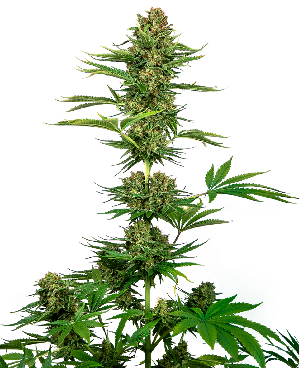 Satin Black Domina Feminizada CBD X3 – Sensi Seeds 1