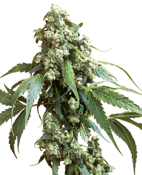 Jack Flash Feminizada X3 – Sensi Seeds