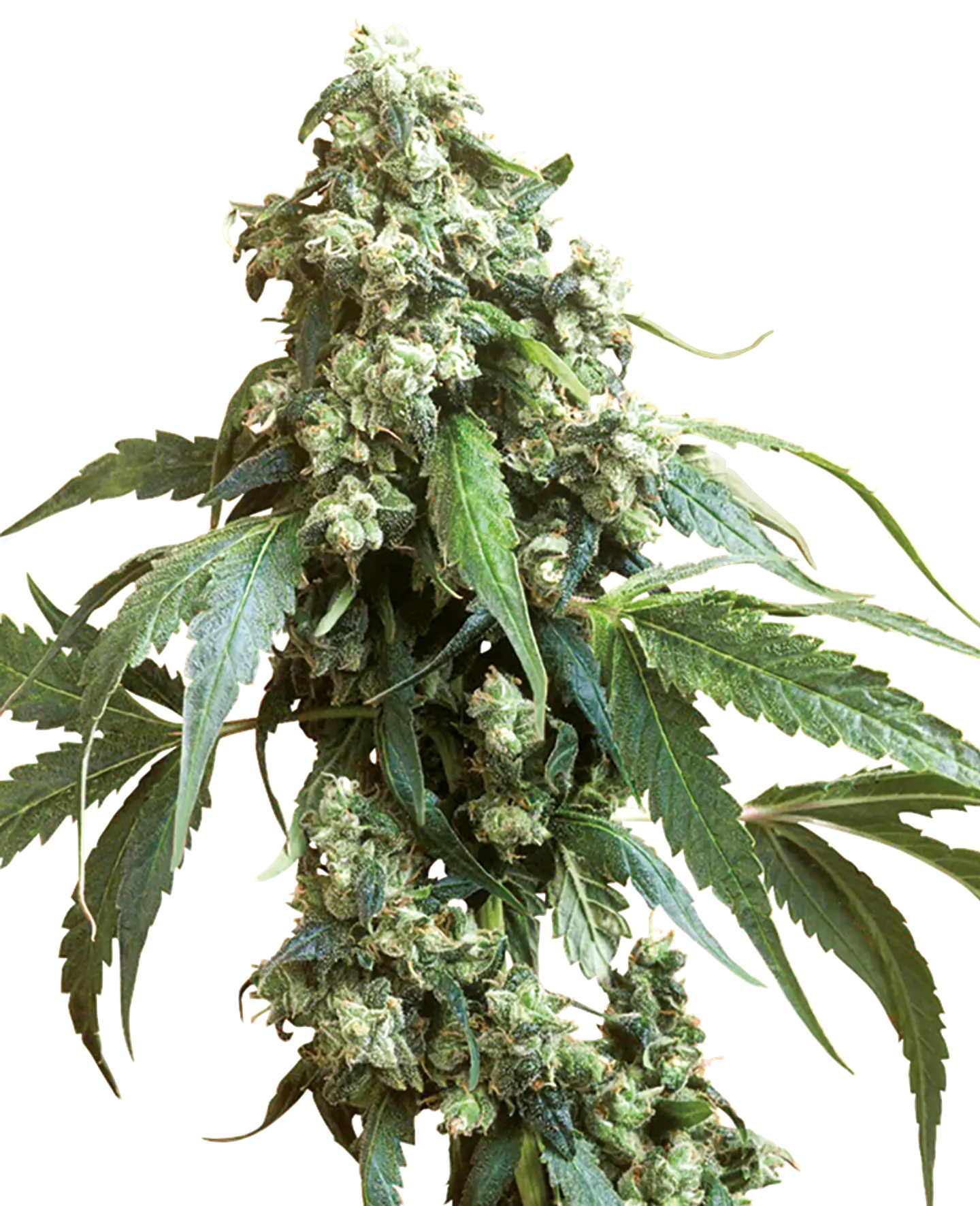 Jack Flash Feminizada X3 – Sensi Seeds 1