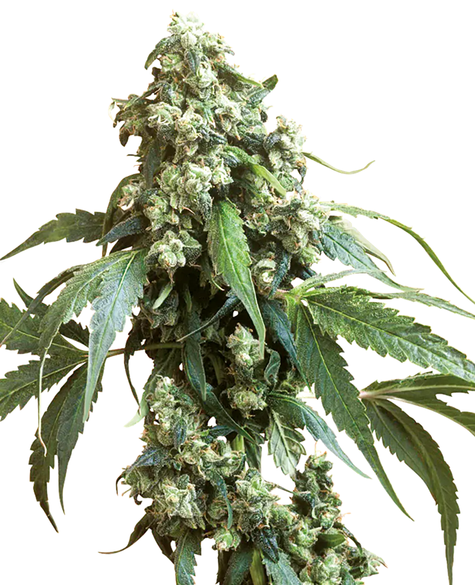 Jack Flash Feminizada X3 – Sensi Seeds 1