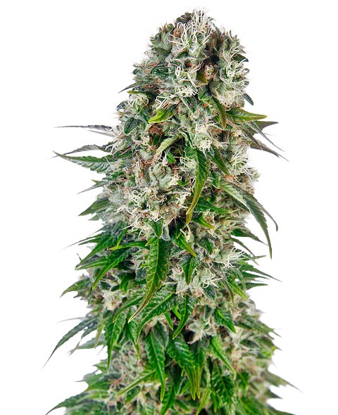 Big Bud Auto X3 – Sensi Seeds