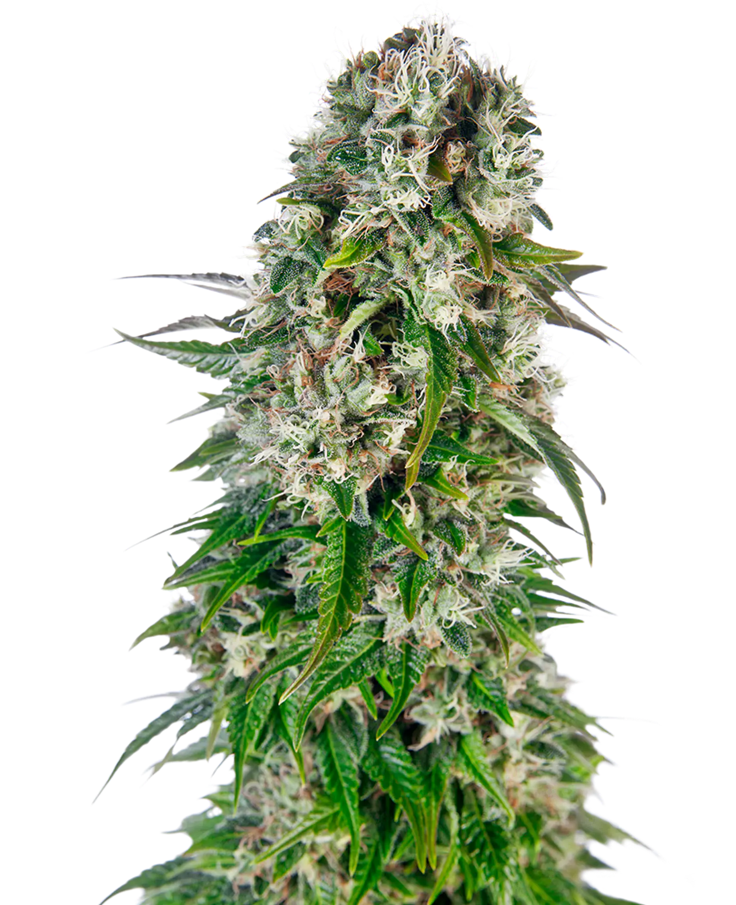 Big Bud Auto X3 – Sensi Seeds 1