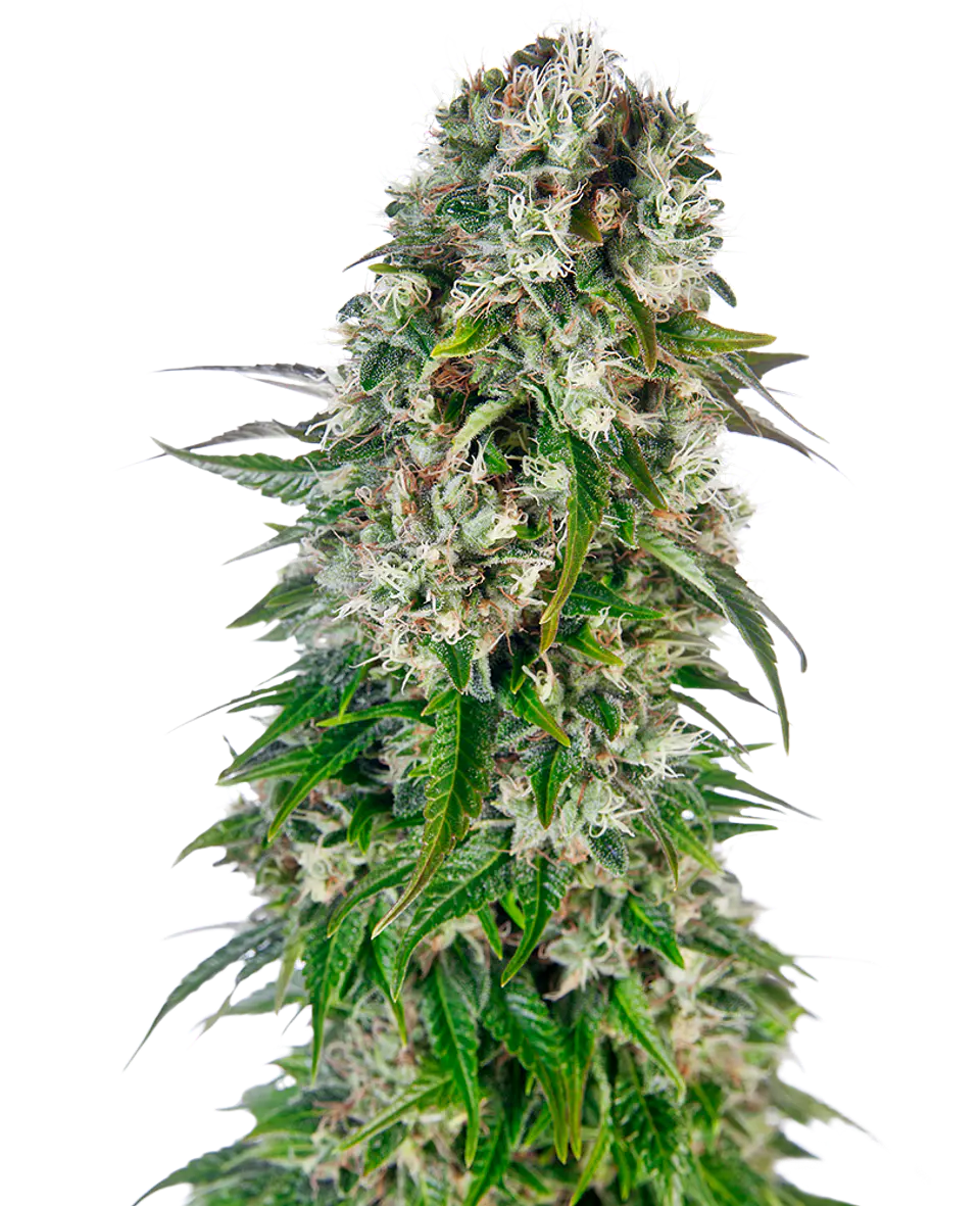 Big Bud Auto X3 – Sensi Seeds 1