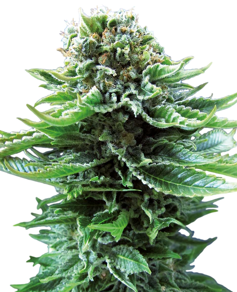 Northern Light Auto X10 – Sensi Seeds