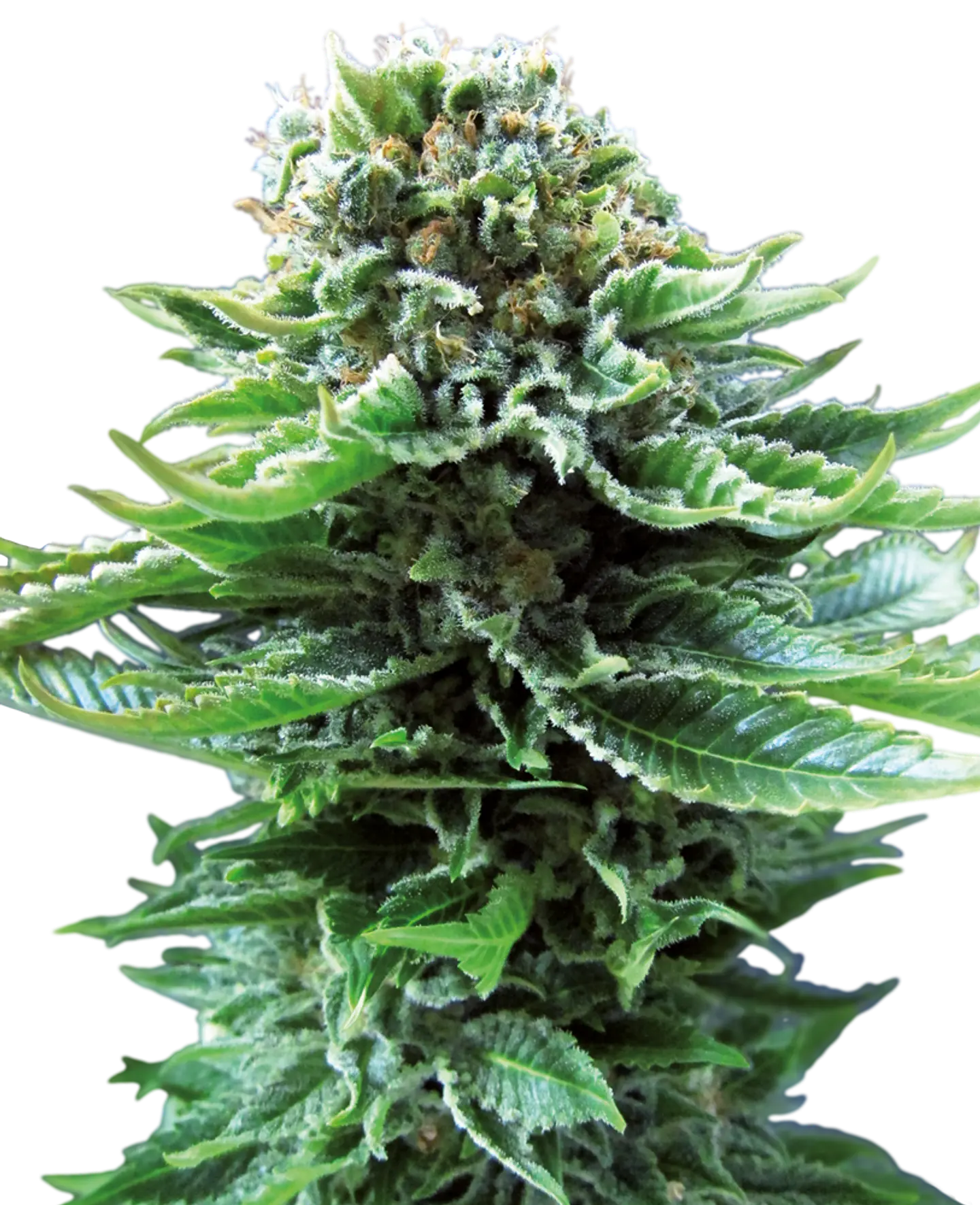 Northern Light Auto X10 – Sensi Seeds 1