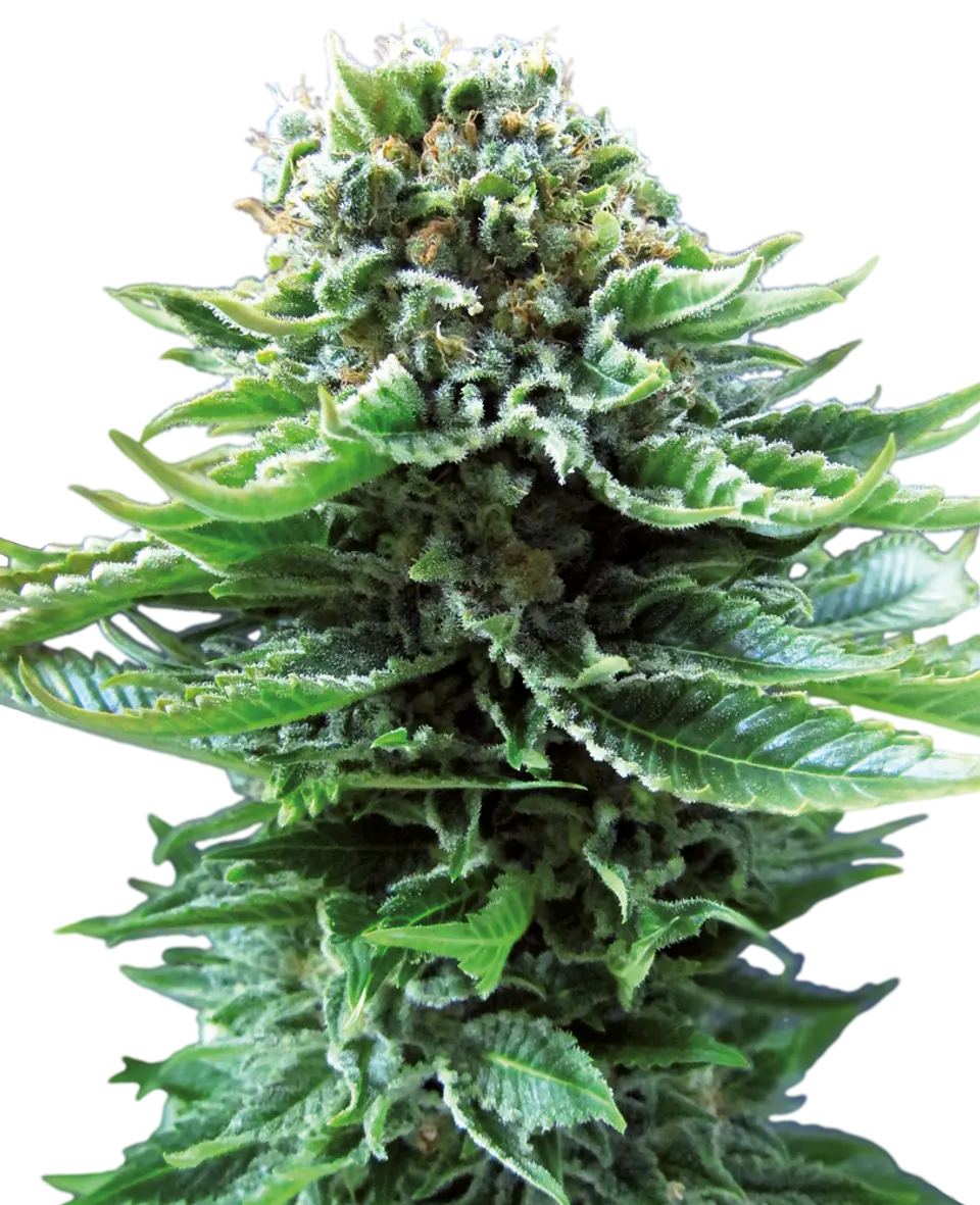 Northern Light Auto X10 – Sensi Seeds 1