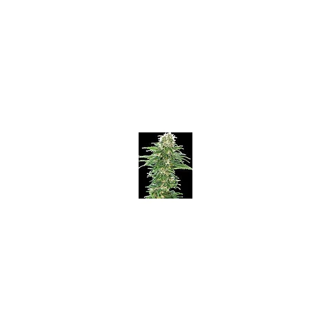 Early Skunk Auto X3 – Sensi Seeds