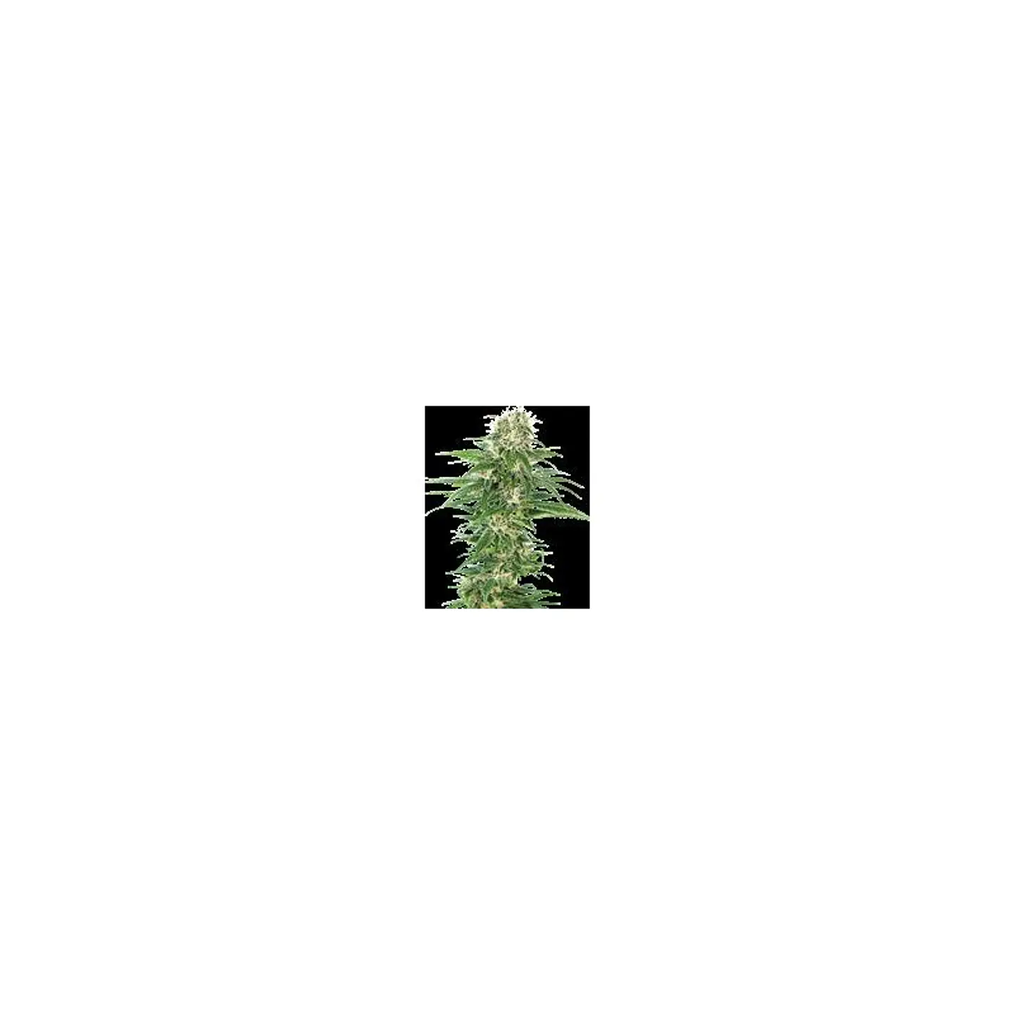 Early Skunk Auto X3 – Sensi Seeds 1