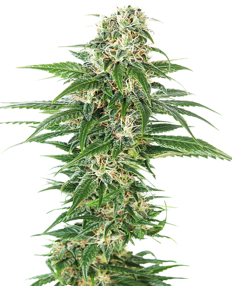 Early Skunk Auto X10 – Sensi Seeds