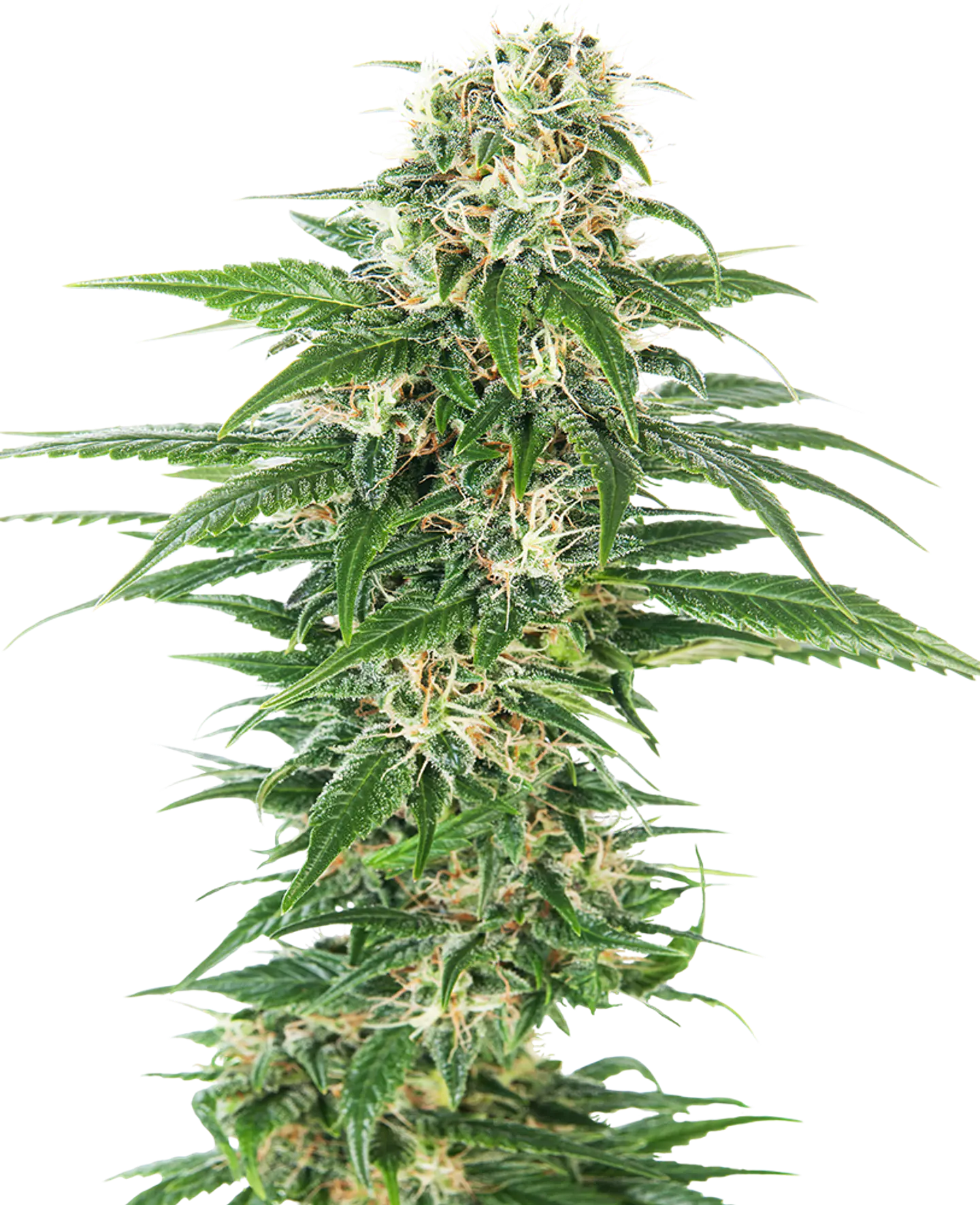 Early Skunk Auto X10 – Sensi Seeds 1