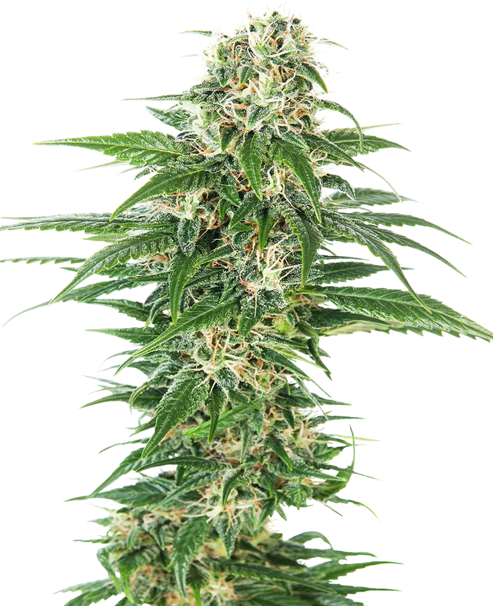 Early Skunk Auto X10 – Sensi Seeds 1