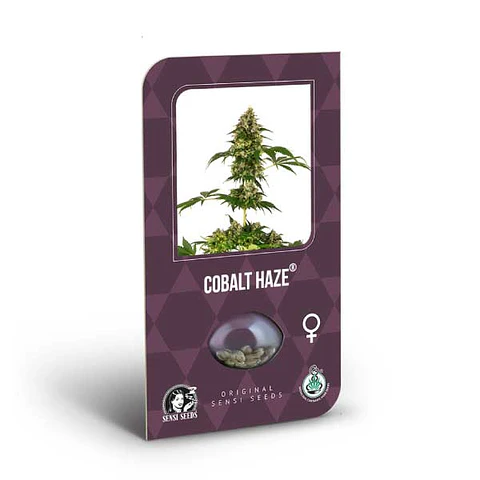 Cobalt Haze Feminizada X3 – Sensi Seeds