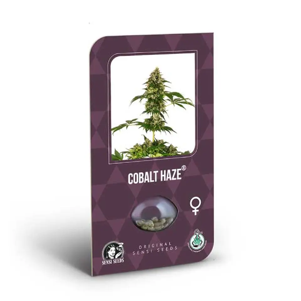 Cobalt Haze Feminizada X3 – Sensi Seeds 1
