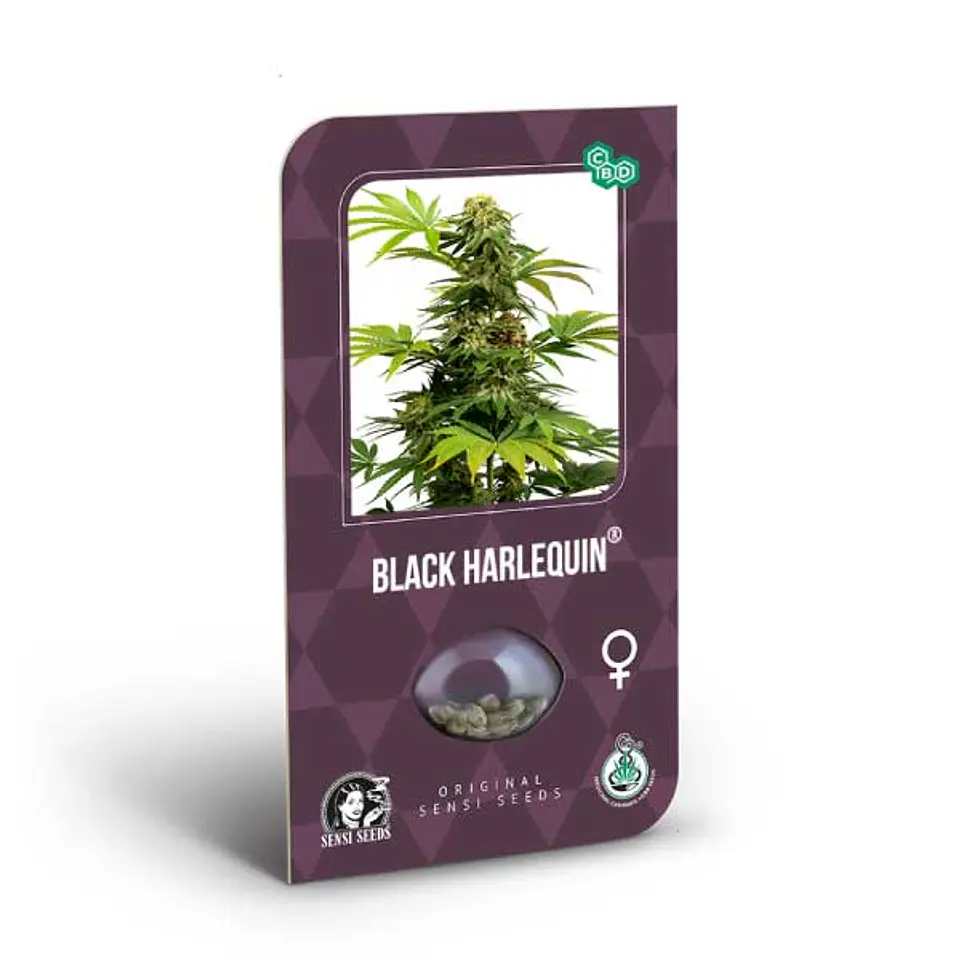Black Harlequin Feminizada X3 – Sensi Seeds 1