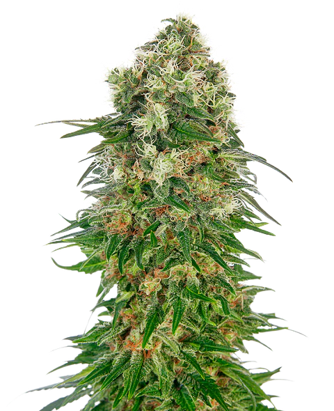 Shiva Skunk Auto X3 – Sensi Seeds