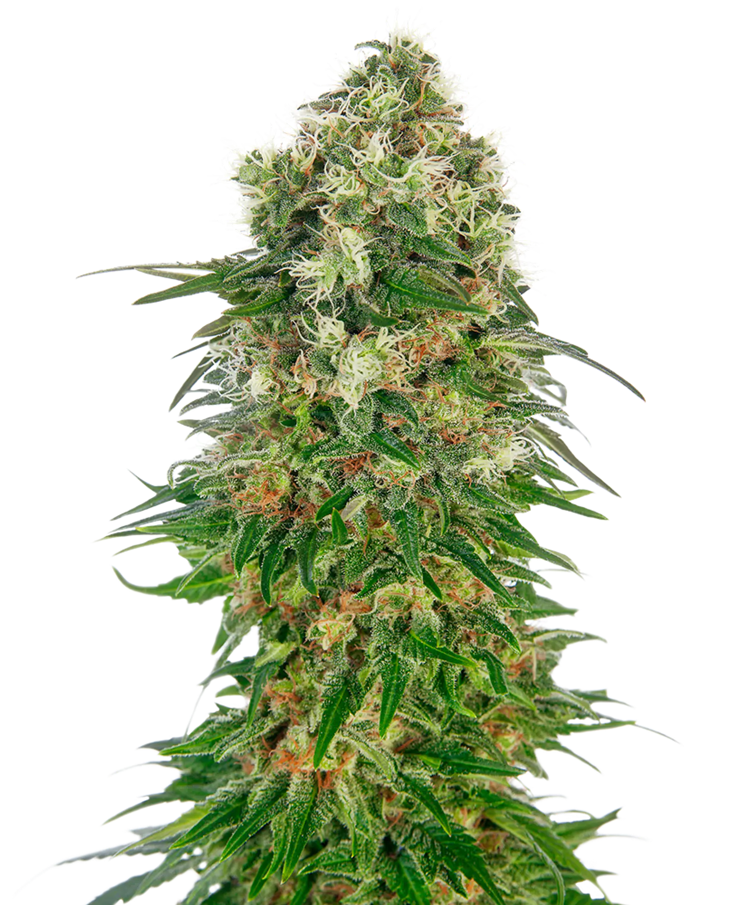 Shiva Skunk Auto X3 – Sensi Seeds 1